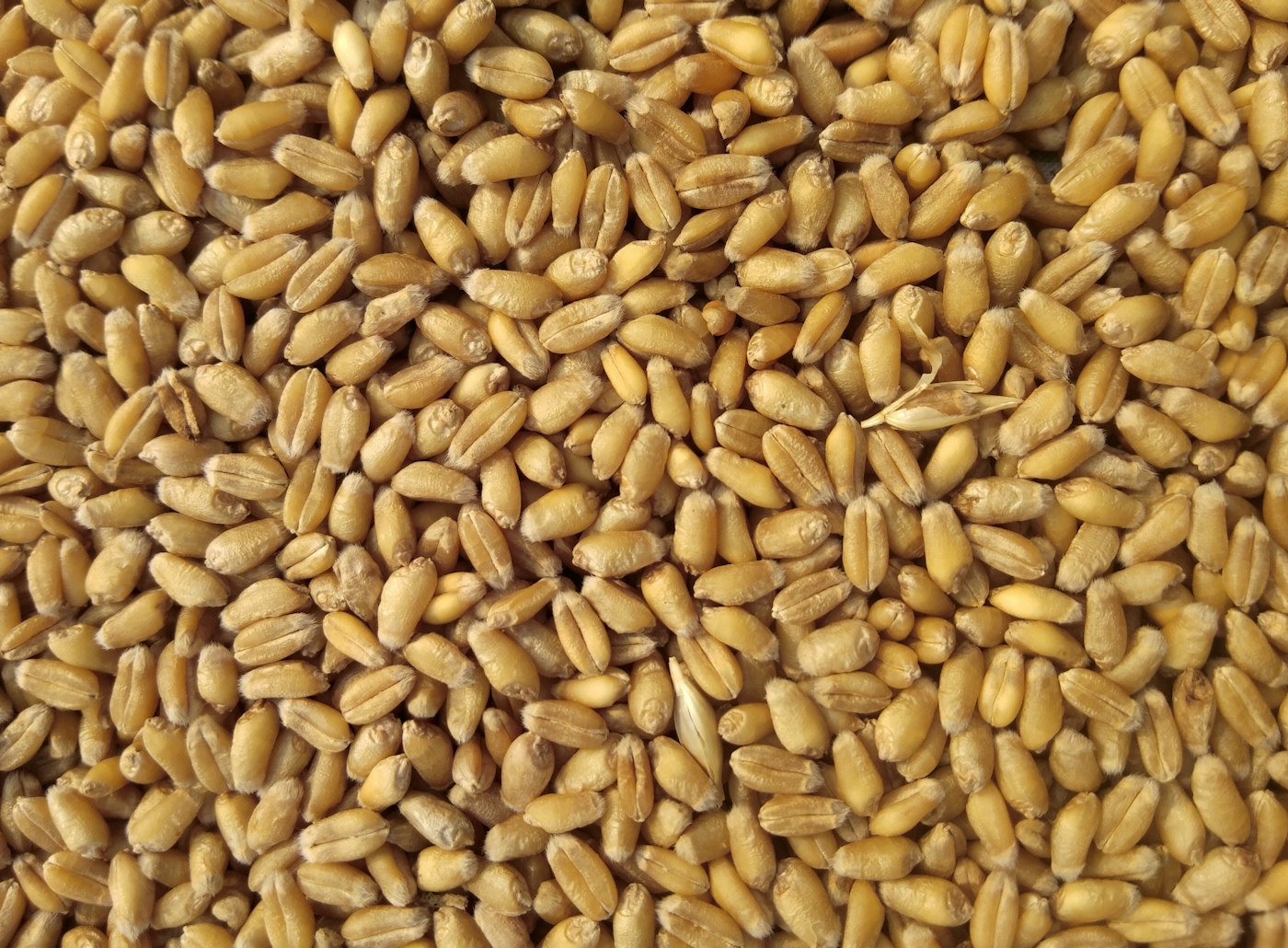 Grain and cereal raw material handling for food processing equipment